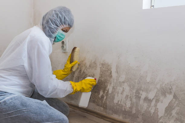 Best Same-Day Mold Removal  in Oliver Springs, TN