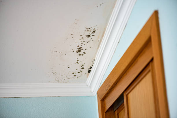 Best Mold Remediation  in Oliver Springs, TN