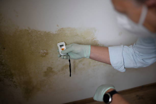 Best Fast Mold Removal  in Oliver Springs, TN