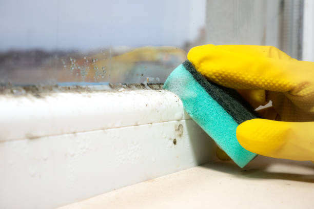 Attic Mold Removal in Oliver Springs, TN