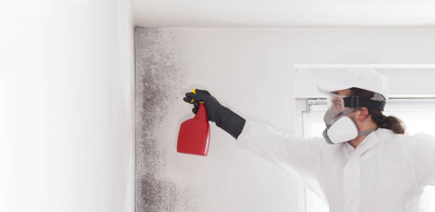 Mold Removal and Inspection in Oliver Springs, TN
