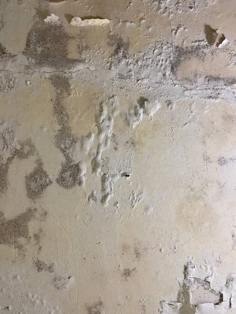 Best Crawl Space Mold Removal  in Oliver Springs, TN