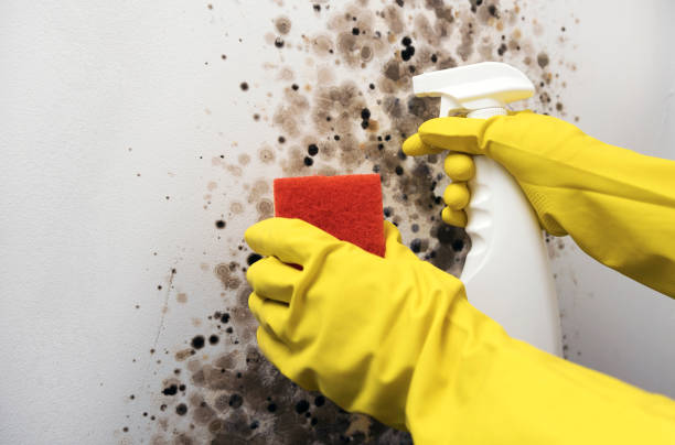 Best Office Mold Removal Services  in Oliver Springs, TN