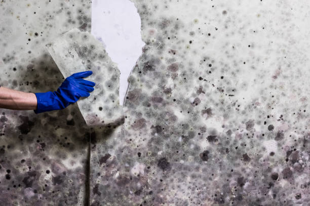 Best Home Mold Removal  in Oliver Springs, TN