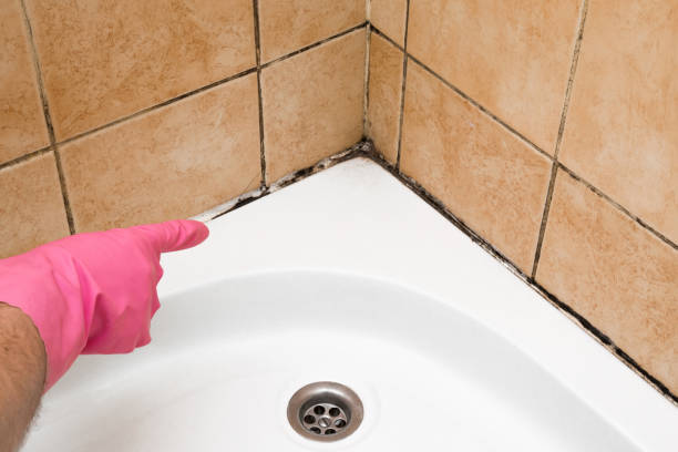Reliable Oliver Springs, TN Mold Removal Solutions