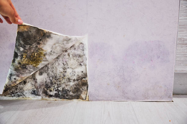 Best Professional Mold Removal  in Oliver Springs, TN